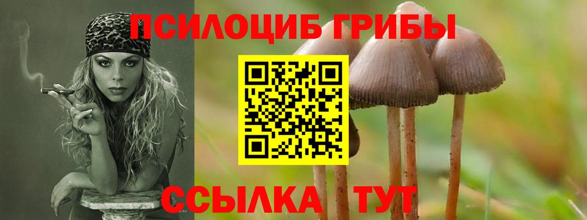 Псилоцибиновые грибы мицелий Дмитров